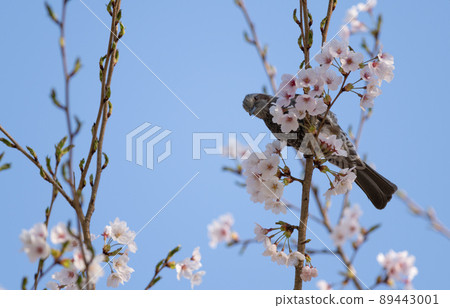 櫻花和野鳥 89443001