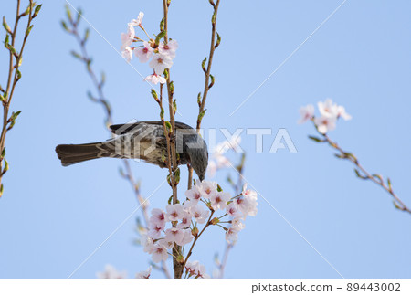 櫻花和野鳥 89443002