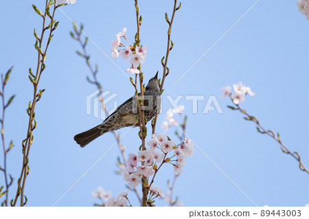 櫻花和野鳥 櫻花和野鳥 89443003