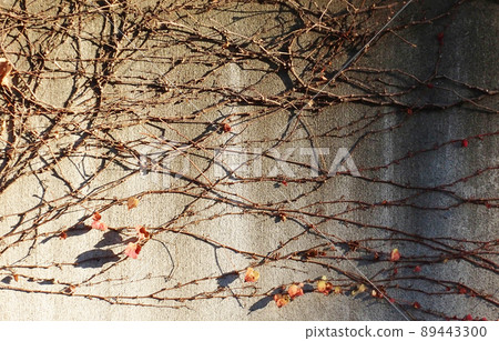 autumn autumn 89443300