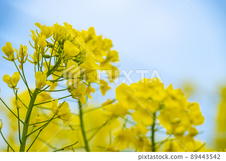 強姦開花 89443542