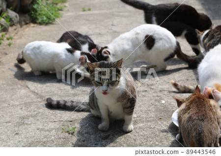 Sayurijima的貓 89443546