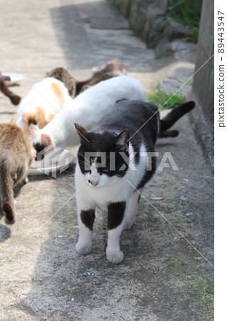 Sayurijima的貓 89443547