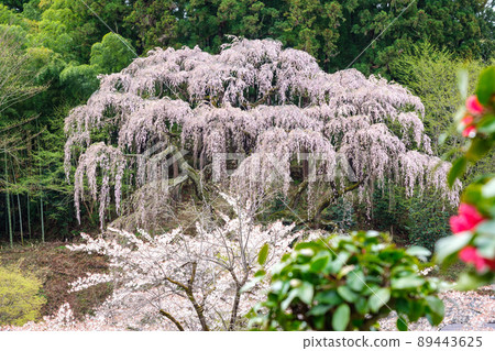 在Fukujuji垂枝櫻花 在Fukujuji垂枝櫻花 89443625