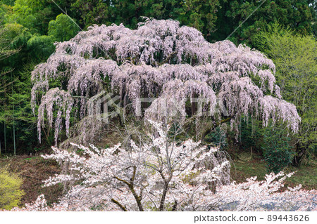 在Fukujuji垂枝櫻花 在Fukujuji垂枝櫻花 89443626