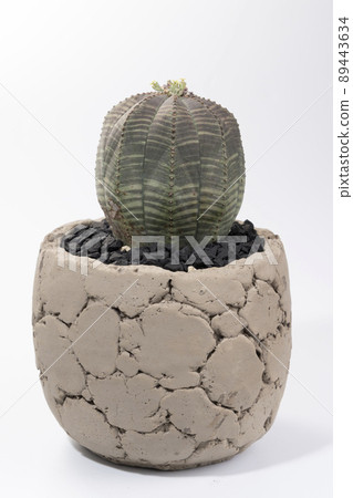 Euphorbia obesa 雌株 Euphorbia obesa 雌株 89443634