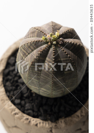 Euphorbia obesa 鳥瞰圖。花開。 89443635
