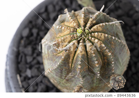 Euphorbia Infaust 鳥瞰特寫照片 Euphorbia Infaust 鳥瞰特寫照片 89443636