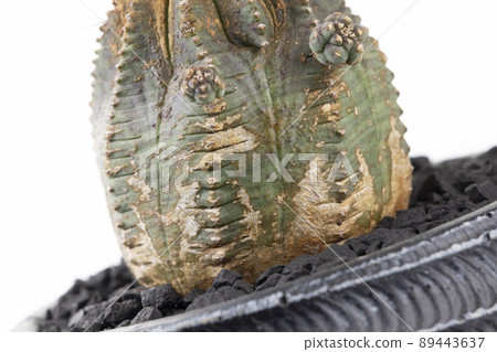 Euphorbia Infaust 的老表情。損害。 Euphorbia Infaust 的老表情。損害。 89443637