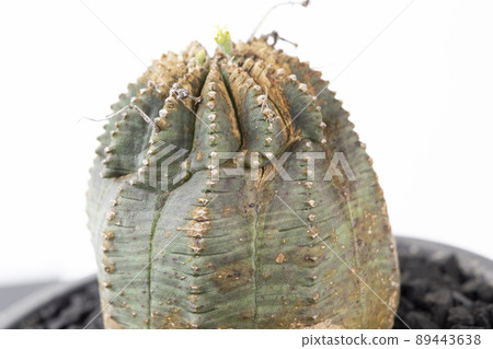 Euphorbia infaust的變種。 Euphorbia infaust的變種。 89443638