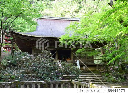 Fresh green Murouji main hall Fresh green Murouji main hall 89443675