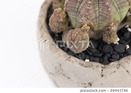 Euphorbia spurge symmetryka spurge Euphorbia spurge symmetryka spurge 89443746