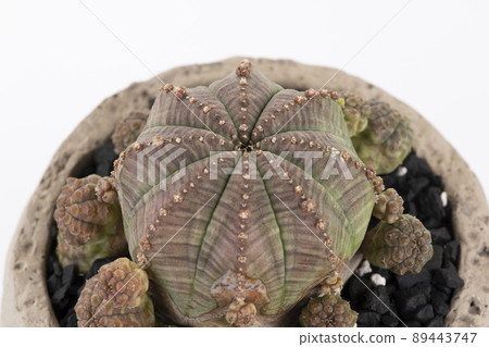 A bird's-eye view of Euphorbia Symmetrica 89443747