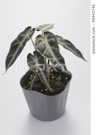 A panoramic view of Alocasia Bambino 89443748