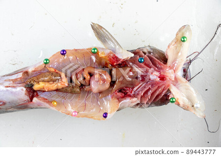 Structure of Clarias gariepinus in the laboratory. 89443777