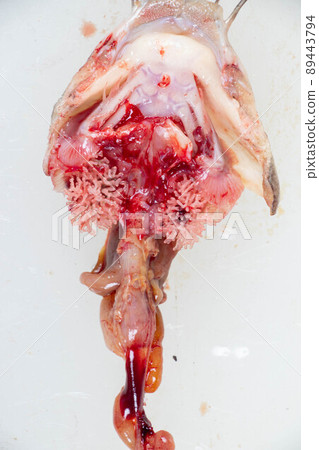 Structure of Clarias gariepinus in the laboratory. 89443794