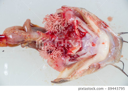 Structure of Clarias gariepinus in the laboratory. Structure of Clarias gariepinus in the laboratory. 89443795
