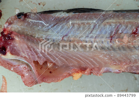 Structure of Clarias gariepinus in the laboratory. Structure of Clarias gariepinus in the laboratory. 89443799