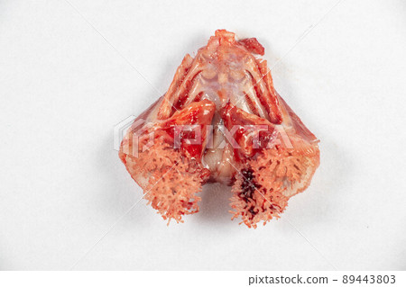 Structure of Clarias gariepinus in the laboratory. Structure of Clarias gariepinus in the laboratory. 89443803