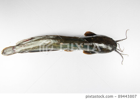 Structure of Clarias gariepinus in the laboratory. 89443807