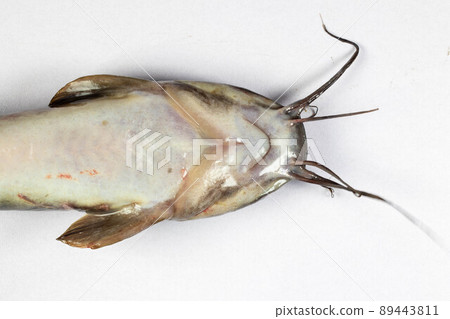 Structure of Clarias gariepinus in the laboratory. Structure of Clarias gariepinus in the laboratory. 89443811