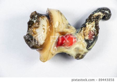 Structure of Giant African Snail in the laboratory. Structure of Giant African Snail in the laboratory. 89443858