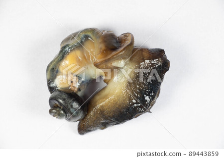 Structure of Giant African Snail in the laboratory. 89443859