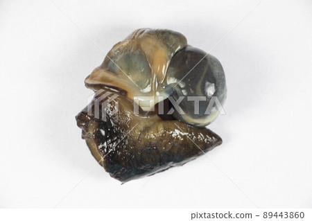 Structure of Giant African Snail in the laboratory. Structure of Giant African Snail in the laboratory. 89443860