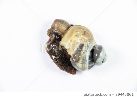 Structure of Giant African Snail in the laboratory. Structure of Giant African Snail in the laboratory. 89443861