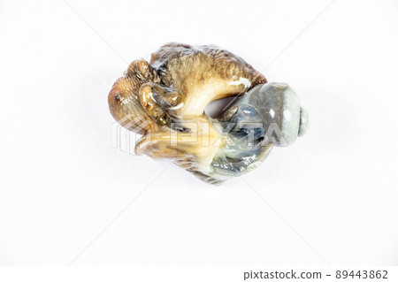 Structure of Giant African Snail in the laboratory. 89443862