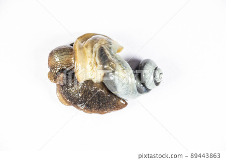 Structure of Giant African Snail in the laboratory. Structure of Giant African Snail in the laboratory. 89443863