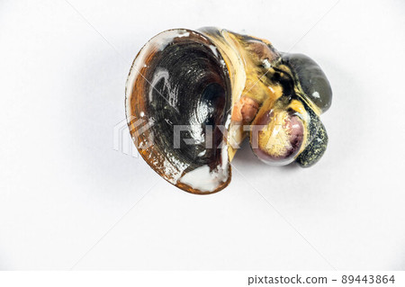 Structure of Giant African Snail in the laboratory. Structure of Giant African Snail in the laboratory. 89443864