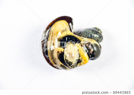 Structure of Giant African Snail in the laboratory. Structure of Giant African Snail in the laboratory. 89443865