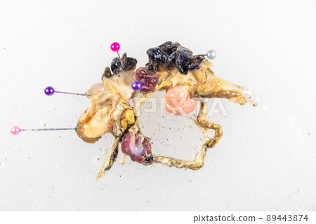 Structure of Giant African Snail in the laboratory. 89443874