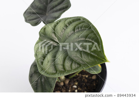 Alocasia Dragon Scale Leaf Up 89443934