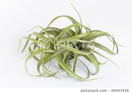 Rare Tillandsia Ericnoblock 89443936