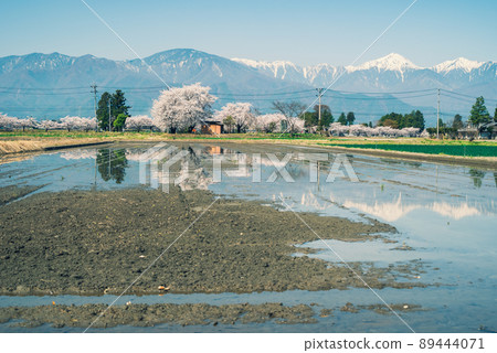 Sakura on the Yoshino Sakura Promenade, paddy fields where watering has begun, and Mt. Jonen [Toyoshina, Azumino City] 89444071