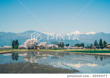 Sakura on the Yoshino Sakura Promenade, paddy fields where watering has begun, and Mt. Jonen [Toyoshina, Azumino City] 89444073