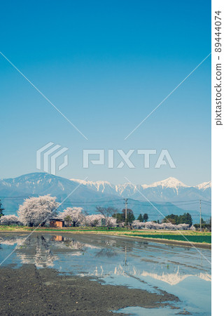 Sakura on the Yoshino Sakura Promenade, paddy fields where watering has begun, and Mt. Jonen [Toyoshina, Azumino City] 89444074
