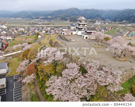 Aerial view of the castle tower and walls of Ozu Castle surrounded by cherry blossoms 89444154