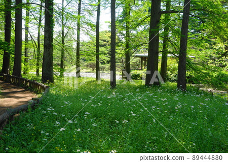 May Chofu 1128 Fresh green Bald cypress / Jindai Botanical Garden 89444880