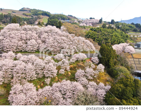 Aerial view of cherry blossom trees in full bloom in Kurinosato Park Aerial view of cherry blossom trees in full bloom in Kurinosato Park 89444924