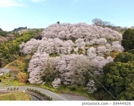 Aerial view of cherry blossom trees in full bloom in Kurinosato Park Aerial view of cherry blossom trees in full bloom in Kurinosato Park 89444926