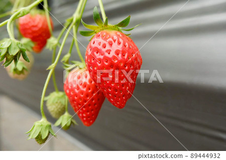 Strawberry picking experience 89444932