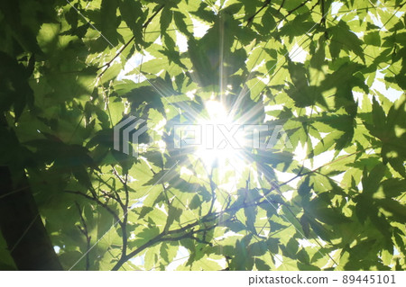 Fresh green season Fresh green season 89445101