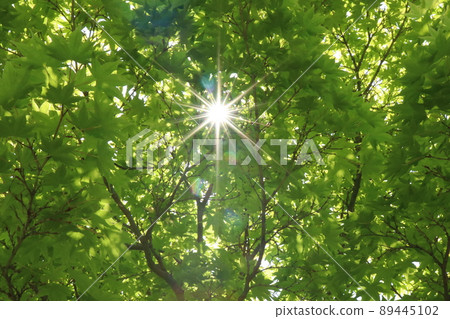 Fresh green season Fresh green season 89445102