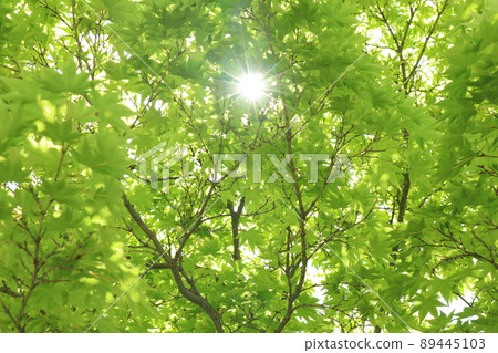 Fresh green season Fresh green season 89445103