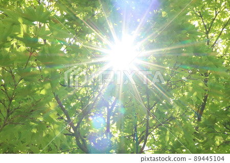 Fresh green season 89445104