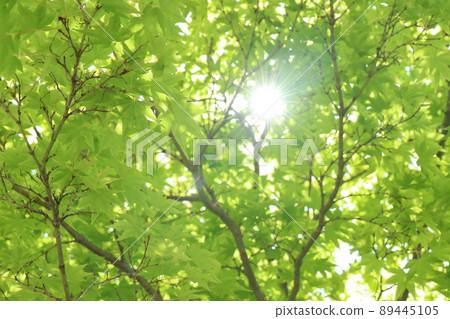 Fresh green season Fresh green season 89445105