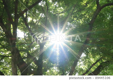 Fresh green season Fresh green season 89445106